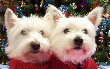 West Highland White Terrier Pups - Dog Breeders