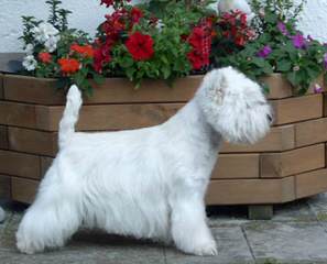 Bluewesties Of California - Dog Breeders