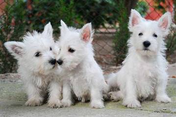 Southern Westies - Dog and Puppy Pictures