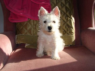 West Highland Puppies For Sale - Dog and Puppy Pictures