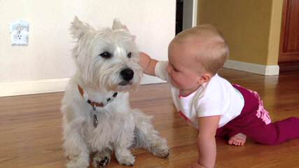 Fourche Terrier Pups West Highland White Terrier - Dog and Puppy Pictures