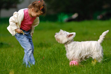 Moon and Stars Westies - Dog Breeders