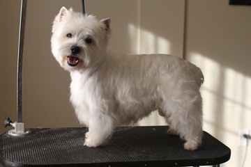 Southern Westies - Dog Breeders