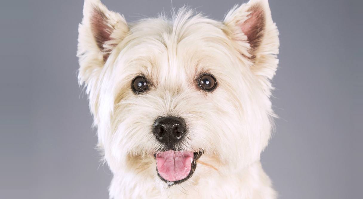 West Highland White Terrier Dogs and Puppies