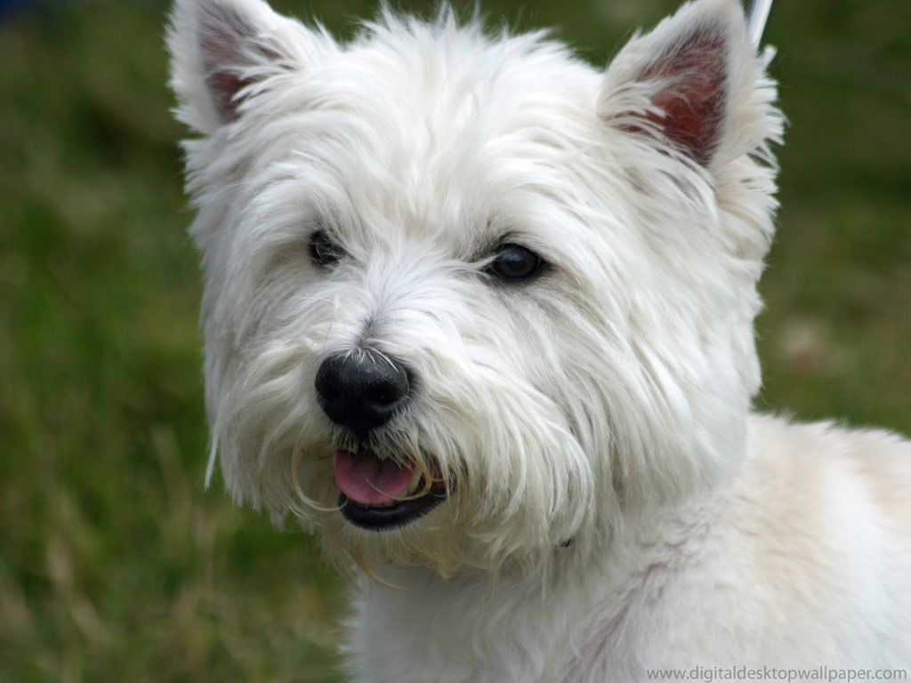 West Highland White Terrier Dogs and Puppies