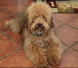 North Carolina Whoodles - Dog Breeders