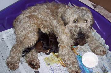 North Carolina Whoodles - Dog and Puppy Pictures