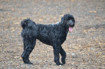 Mainely Whoodles - Dog and Puppy Pictures