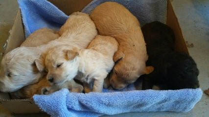 Blue Skies Terriers - Dog Breeders