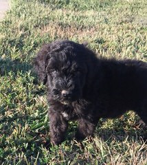 North Carolina Whoodles - Dog and Puppy Pictures