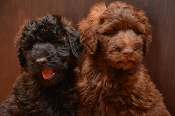 North Carolina Whoodles - Dog Breeders