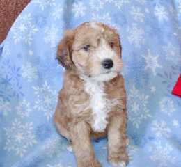 North Carolina Whoodles - Dog Breeders