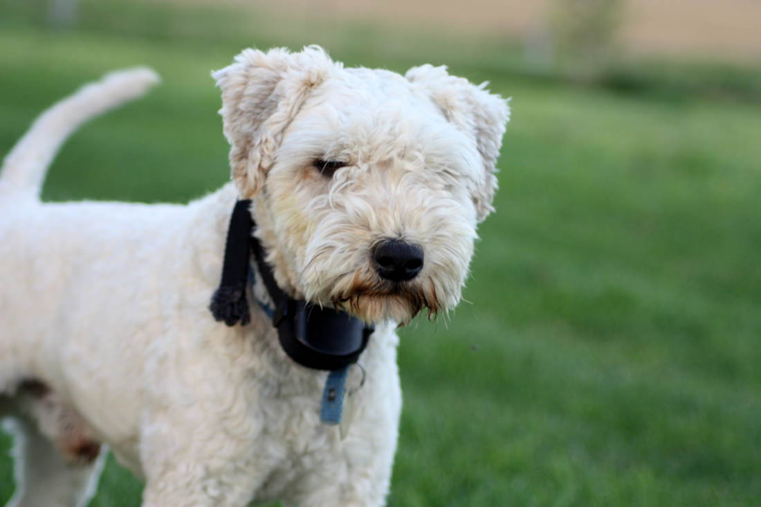 Whoodles Dogs and Puppies