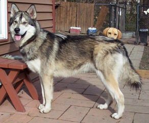 Jindo Pups Rare - Dog Breeders