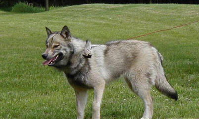 Howler Hybrid Wolves - Dog Breeders