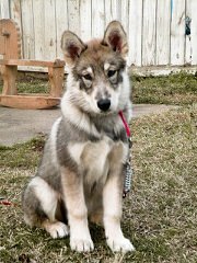 Alpha Wolves - Dog and Puppy Pictures