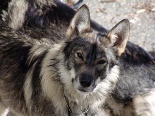 White Alaskan Tundra Cross Needs Home - Dog and Puppy Pictures