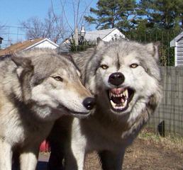 Alpha Wolves - Dog Breeders