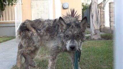 Howling Wolf - Dog and Puppy Pictures