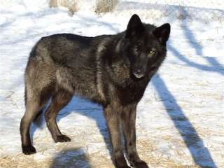 Alpha Wolves - Dog Breeders