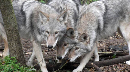 Malamute/Wolf Pups - Dog Breeders