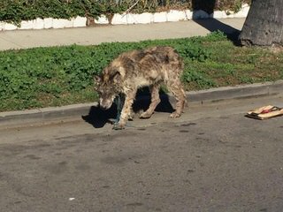 Northern California’s Wolf Hybrid Ranch - Dog and Puppy Pictures