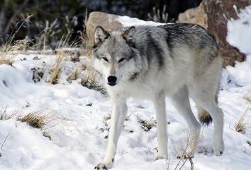 Howler Hybrid Wolves - Dog Breeders