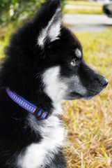 Lakota Wolf Pack Hybird Cubs - Dog Breeders