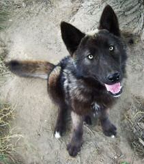 Western Wolf Husky Pack - Dog and Puppy Pictures