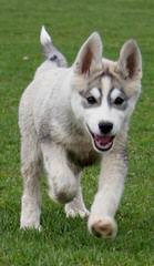 Howler Hybrid Wolves - Dog and Puppy Pictures