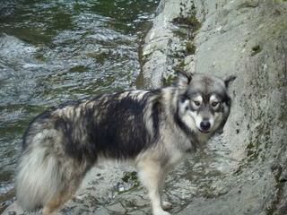 Malamute/Wolf Pups - Dog Breeders