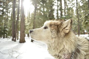 Alpha Wolves - Dog and Puppy Pictures