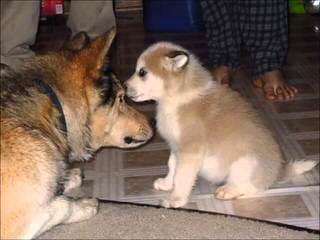 Lakota Wolf Pack Hybird Cubs - Dog Breeders