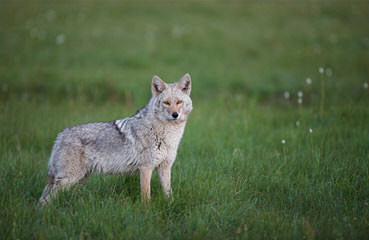 Western Wolf Husky Pack - Dog and Puppy Pictures