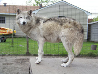 Carrkinney Wolf Den - Dog Breeders