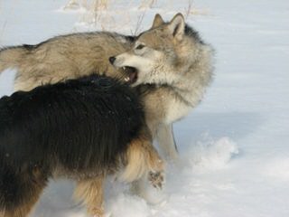 Malamute/Wolf Pups - Dog and Puppy Pictures