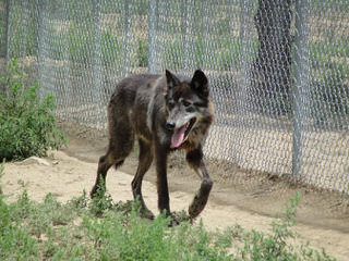 White Alaskan Tundra Cross Needs Home - Dog Breeders