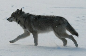 Carrkinney Wolf Den - Dog and Puppy Pictures