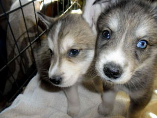 Northern California’s Wolf Hybrid Ranch - Dog Breeders