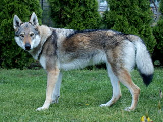 Howling Wolf - Dog and Puppy Pictures