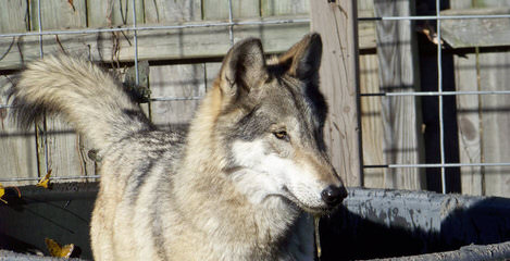 Northern California’s Wolf Hybrid Ranch - Dog Breeders