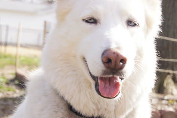 Lakota Wolf Pack Hybird Cubs - Dog and Puppy Pictures