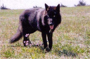 Wolf Pack Hybrids - Dog Breeders