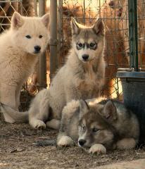 Jindo Pups Rare - Dog Breeders