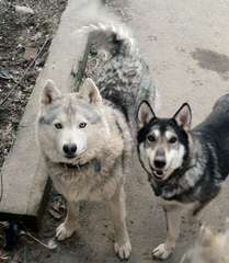 Malamute/Wolf Pups - Dog Breeders