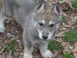 Northern California’s Wolf Hybrid Ranch - Dog Breeders