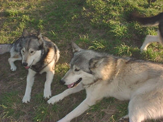 Jindo Pups Rare - Dog and Puppy Pictures