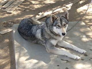 Malamute/Wolf Pups - Dog and Puppy Pictures