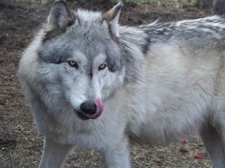 Lakota Wolf Pack Hybird Cubs - Dog Breeders