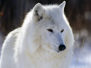 Northern California’s Wolf Hybrid Ranch - Dog and Puppy Pictures